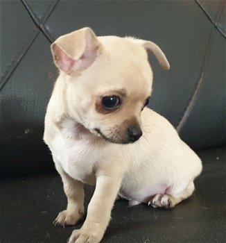 Super kleine mini-chihuahua pup (langharig en korthaar) met papieren - 1