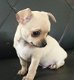 Super kleine mini-chihuahua pup (langharig en korthaar) met papieren - 1 - Thumbnail