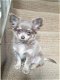 Super kleine mini-chihuahua pup (langharig en korthaar) met papieren - 2 - Thumbnail