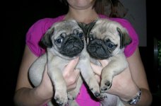 MOPS PUPPIES VOOR