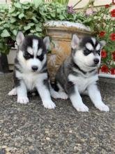 Siberian husky pups - 1