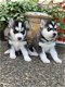 Siberian husky pups - 1 - Thumbnail