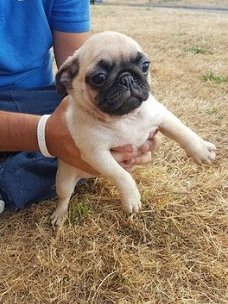 Kwaliteit geregistreede pug puppies