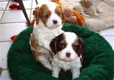 Prachtige Cavalier King Charles Spaniel