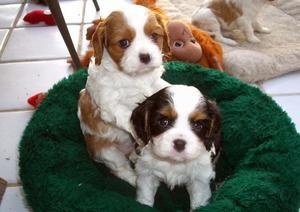 KC reg, DNA Clear, Cavalier King Charles puppies - 1