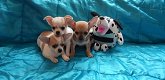 Chihuahua puppy - 1 - Thumbnail