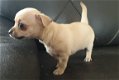 Prachtige spunky chihuahua-puppy's beschikbaar! - 1 - Thumbnail