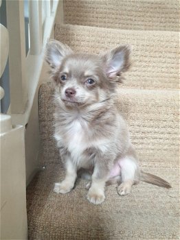 Leuke Chihuahua puppy - 1