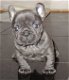 Kc Blue Prachtige Franse Bulldog Pups - 1 - Thumbnail