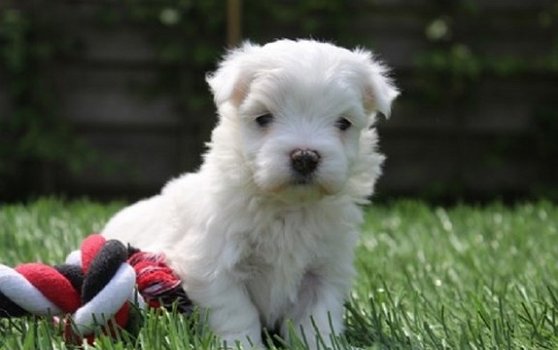 Mooi Maltees puppy - 1
