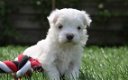 Mooi Maltees puppy - 1 - Thumbnail