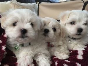 Stamboom, K.c. geregistreerde Maltese puppy's - 1