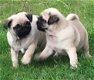 Kwaliteit geregistreerde pug puppies - 1 - Thumbnail
