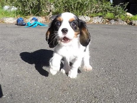 KC reg, DNA Clear, Cavalier King Charles puppies - 1