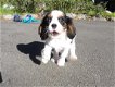 KC reg, DNA Clear, Cavalier King Charles puppies - 1 - Thumbnail