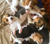 Prachtige Beagle pups