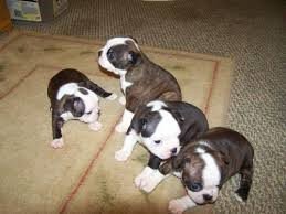 Kc Reg Boston Terriers - 1