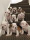 mooie Bulldog puppies - 1 - Thumbnail