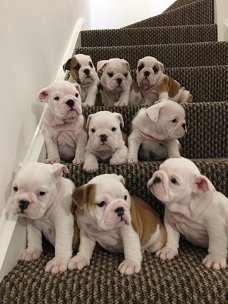 mooie Bulldog puppies