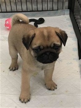 Champion Bloodline Pug Puppies. - 1