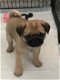 Champion Bloodline Pug Puppies. - 1 - Thumbnail