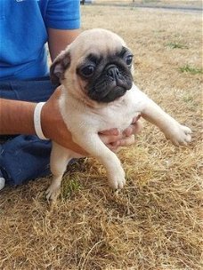 Kwaliteit vrouwelijke en vrouwelijke pug puppies