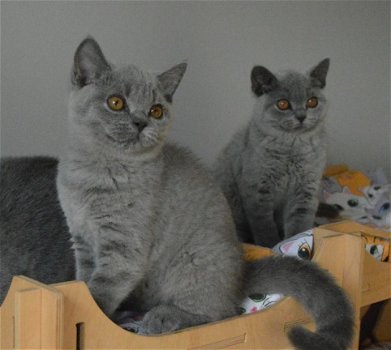 Kerstmis British Shorthair Kittens - 1