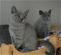 Kerstmis British Shorthair Kittens - 1 - Thumbnail