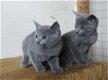 Mooie, geregistreerde kittens Russische blauw - 1 - Thumbnail