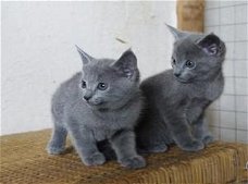 Mooie, geregistreerde kittens Russische blauw
