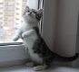 Witte, korte been mannelijke en vrouwelijke Munchkin kittens - 1 - Thumbnail