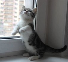 Witte, korte been mannelijke en vrouwelijke Munchkin kittens