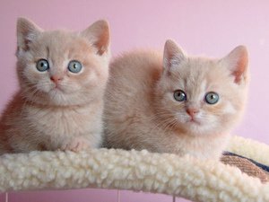 Mooie Abyssinian kittens - 1