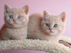Mooie Abyssinian kittens