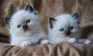 Huis verhoogd Ragdoll kittens - 1 - Thumbnail