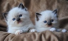 Huis verhoogd Ragdoll kittens