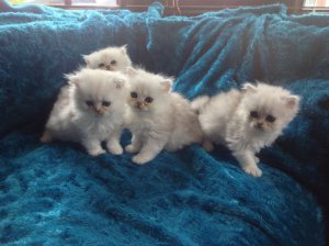 Mooie GCCF geregistreerde Perzische kittens - 1