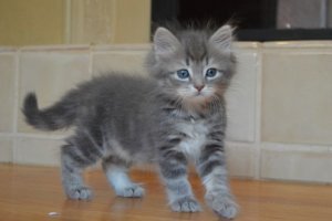 Mooie Siberische kittens - 1