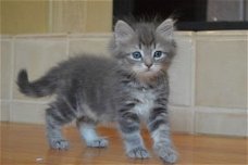 Mooie Siberische kittens