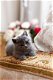 mannelijke en vrouwelijke Britse korthaar kittens nu klaar - 1 - Thumbnail