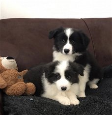 Border collie-puppy's