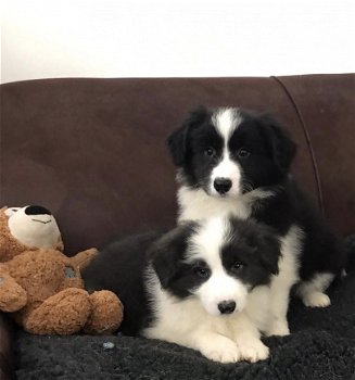 Border collie-puppy's - 2