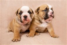 Engelse bulldog pups