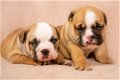 Engelse bulldog pups - 2 - Thumbnail