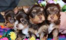Mooie Yorkshire-puppy's - 1 - Thumbnail