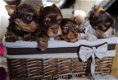 Mooie Yorkshire-puppy's - 3 - Thumbnail