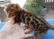 Leuke baby kittens beschikbaar@............../