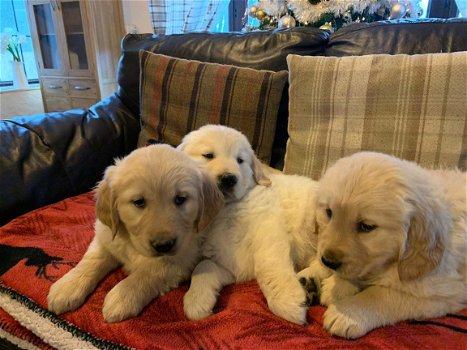 Golden Retriever puppy's - 1