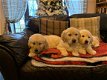 Golden Retriever puppy's - 2 - Thumbnail