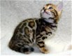 leuk uitziende baby kittens beschikbaar@........ - 1 - Thumbnail